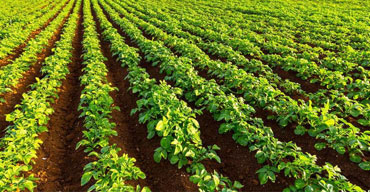 薯类、中药材种植