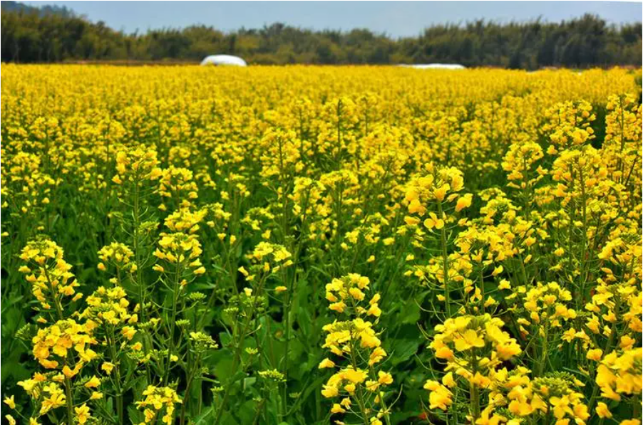 重庆探索油菜机械化移栽新模式 移栽1亩油菜苗只需20分钟